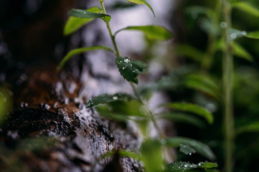 Grand Seiko Official instagramのインスタグラム：「雨の恵みを受けた樹々は成長し、大地に根をはります。 グランドセイコースタジオ 雫石 の匠たちも技と知識を吸収し、 グランドセイコーを更なる高みへ押し上げます。 #グランドセイコー #grandseiko #aliveintime」