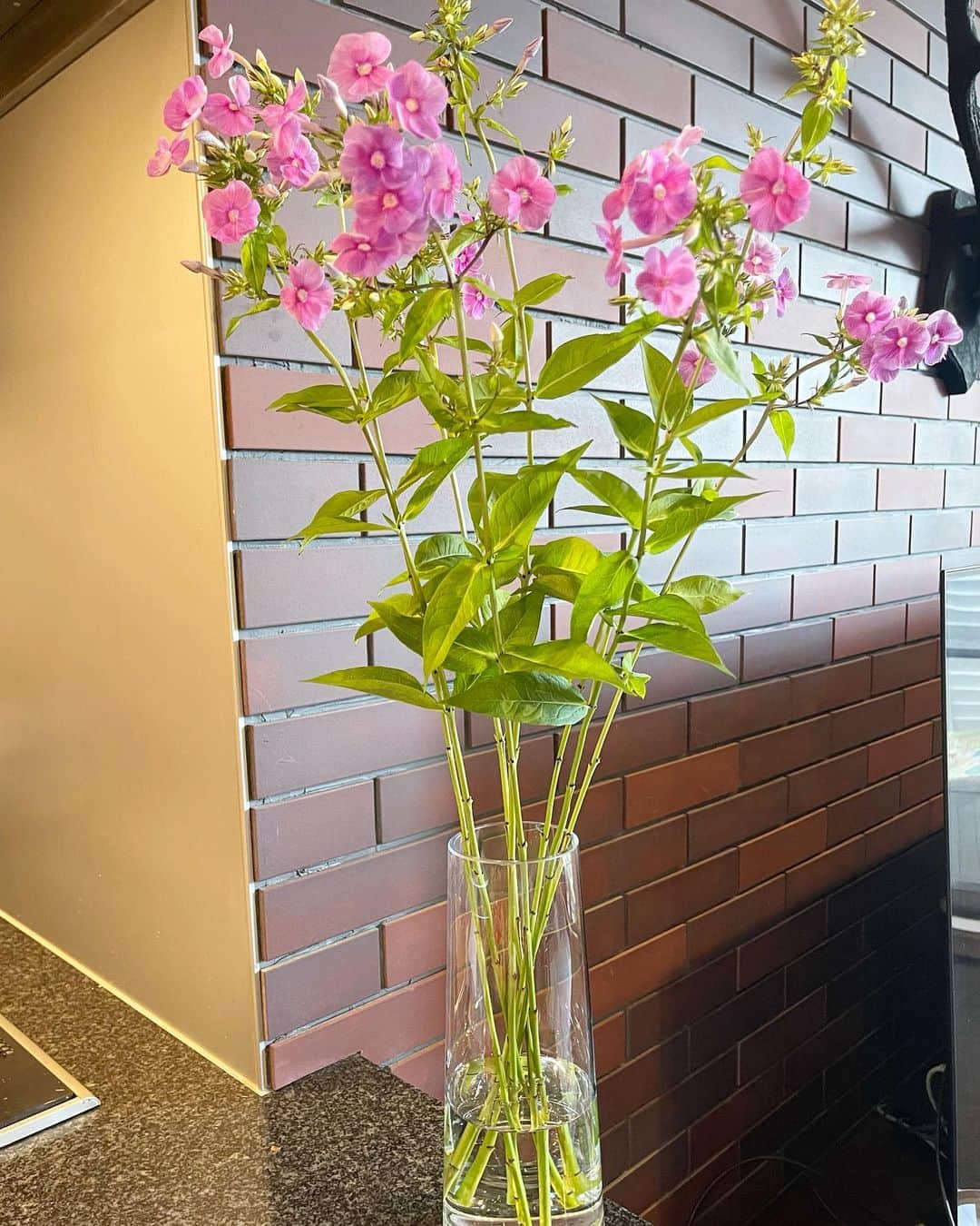 前園真聖さんのインスタグラム写真 - (前園真聖Instagram)「フロックスの花。 #フロックス #花のある暮らし  #花」6月29日 17時56分 - maezono_masakiyo