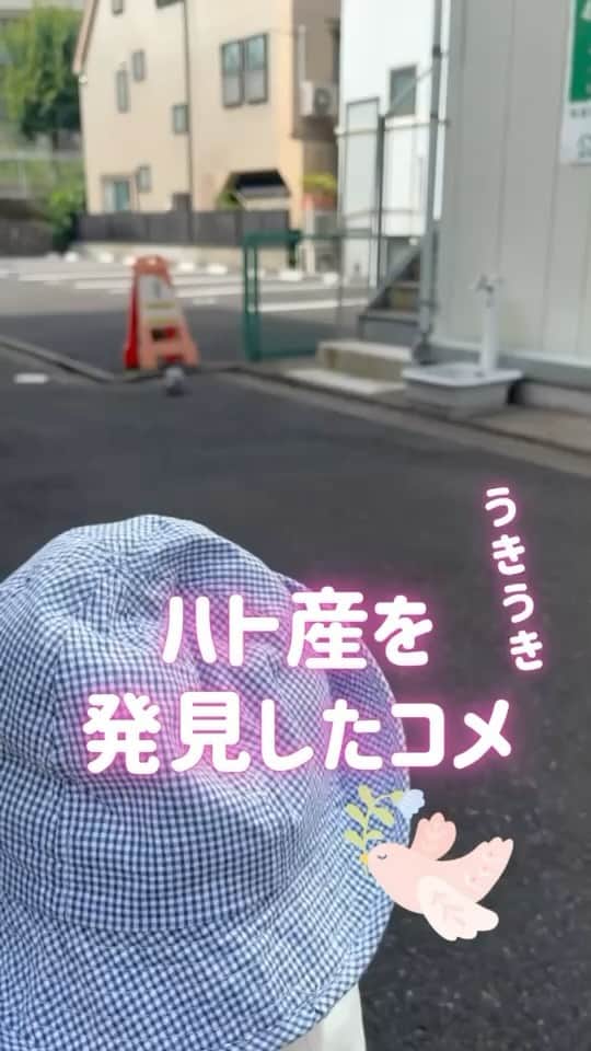 コメ助のインスタグラム