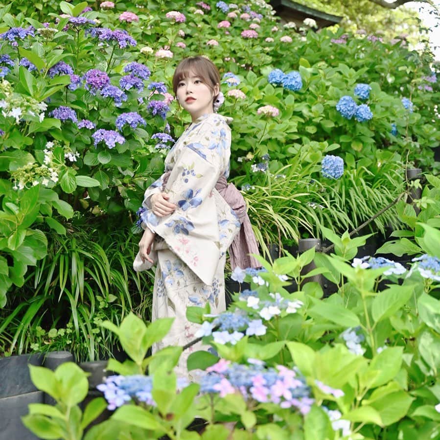 黒川さくらさんのインスタグラム写真 - (黒川さくらInstagram)「必殺！昔の紫陽花シリーズ🐣 . . . . . . . . #被写体 #被写体モデル #ポートレート #ポートレート撮影 #ポートレートモデル #カメラ #ファインダー越しのわたしの世界 #girl #yukata #lovers_nippon_portrait #yukatagirl #team_jp_東 #portraitmodel #portrait #portraitphotography #model #lfl #diary_photo_jpn  #japanesegirl #worldofportraits #instagood #紫陽花 #紫陽花寺 #紫陽花ポートレート #紫陽花の季節 #あじさい #浴衣 #浴衣女子 #浴衣ポートレート #浴衣撮影」6月29日 18時30分 - amei_oooka.sakura