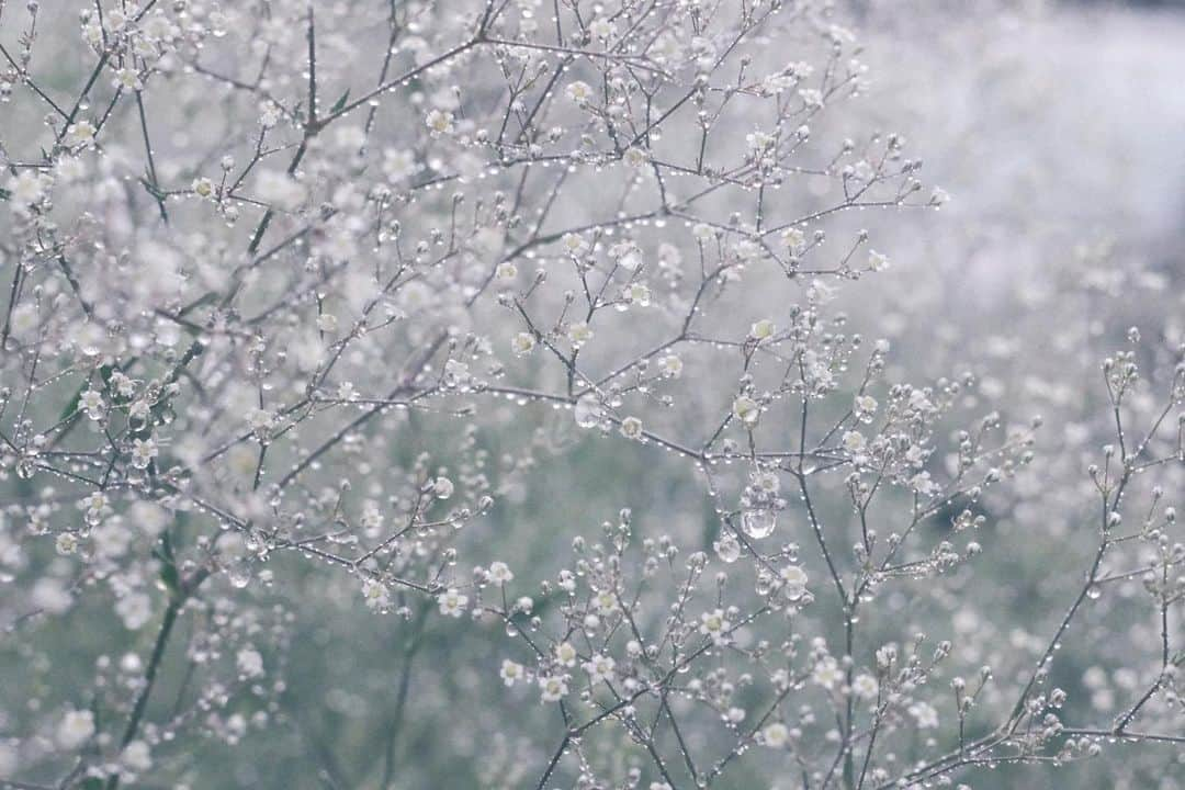 naorinmoonのインスタグラム：「ひさしぶりの雨。 気持ちよさそうに浴びてる野良カスミソウ。  ⁡ ⁡ ⁡ ⁡ ⁡ ⁡ ⁡ ⁡ ⁡ ⁡ ⁡ ⁡ ⁡#雨 #かすみ草  #fujifilm #fujifilm_xseries #ifyouleave  #hellofrom #hokkaido #instagramjapan #ig_japan_ #still_life_nature #nowheredialy #still_life_mood  #reco_ig #nature_brilliance #minimalmood #drops_creative #rain #ig_eternity #thinkverylittle #genic_mag #into_the_screen #tv_flowers #flora_addict #oldlens #oldlens_japan #moody_nature #ourmomentum #heart_imprint」