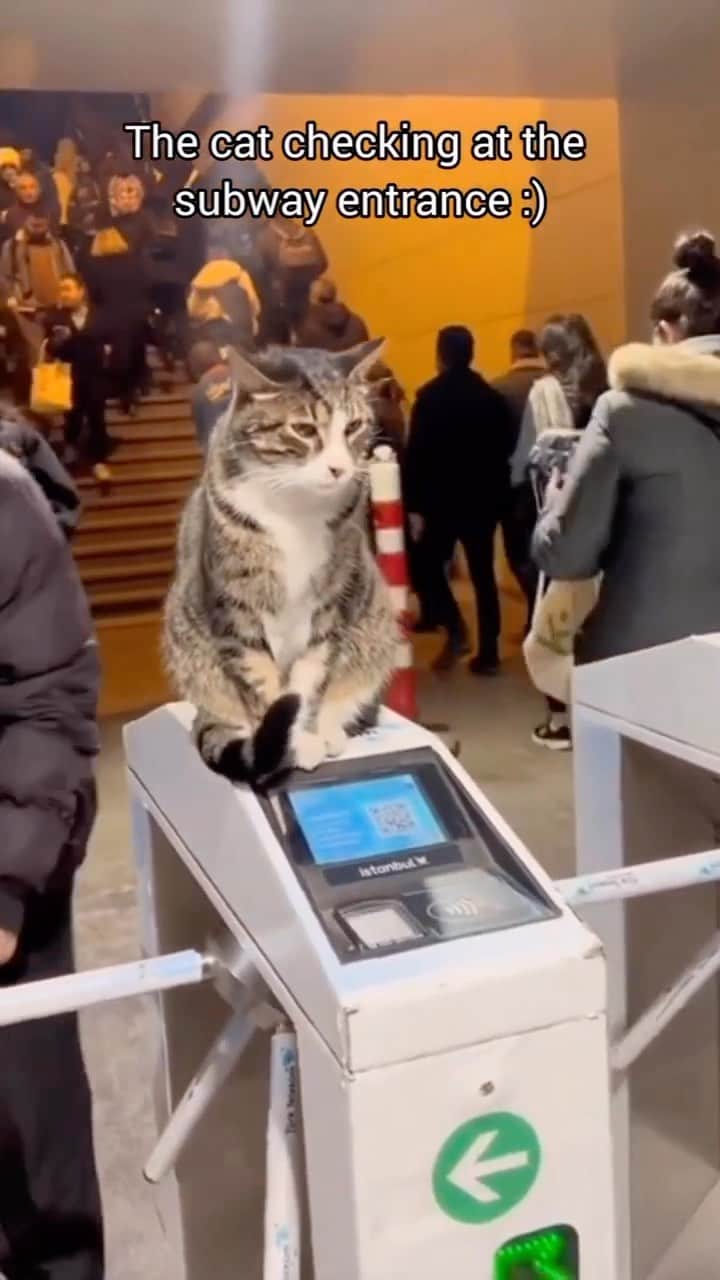 のインスタグラム：「Security works extremely well 😹  If you like it pls support with ❤️  Credit: beautiful u/nikamats (Reddit) Check them out ☺️  ** For all crediting issues and removals pls 𝐄𝐦𝐚𝐢𝐥 𝐮𝐬 ☺️  𝐍𝐨𝐭𝐞: we don’t own this video/pics, all rights go to their respective owners. If owner is not provided, tagged (meaning we couldn’t find who is the owner), 𝐩𝐥𝐬 𝐄𝐦𝐚𝐢𝐥 𝐮𝐬 with 𝐬𝐮𝐛𝐣𝐞𝐜𝐭 “𝐂𝐫𝐞𝐝𝐢𝐭 𝐈𝐬𝐬𝐮𝐞𝐬” and 𝐨𝐰𝐧𝐞𝐫 𝐰𝐢𝐥𝐥 𝐛𝐞 𝐭𝐚𝐠𝐠𝐞𝐝 𝐬𝐡𝐨𝐫𝐭𝐥𝐲 𝐚𝐟𝐭𝐞𝐫.  We have been building this community for over 6 years, but 𝐞𝐯𝐞𝐫𝐲 𝐫𝐞𝐩𝐨𝐫𝐭 𝐜𝐨𝐮𝐥𝐝 𝐠𝐞𝐭 𝐨𝐮𝐫 𝐩𝐚𝐠𝐞 𝐝𝐞𝐥𝐞𝐭𝐞𝐝, pls email us first. **」