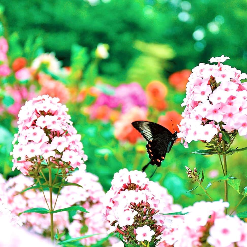 ことりっぷさんのインスタグラム写真 - (ことりっぷInstagram)「正統派イギリス庭園「蓼科高原バラクライングリッシュガーデン」を訪ねて  長野・蓼科高原には、英国王立園芸協会が認定した日本初の本格的イングリッシュガーデンがあります。  原種系のバラをはじめ、5000種もの植物を組み合わせてデザインされた約1万㎡の広大な庭園では、1年を通してさまざまな草花の景観が楽しめます。 とくに夏は色彩の宝庫。赤、ピンク、黄色、オレンジ、紫、青など、カラフルな花であふれますよ。  ガーデンを見渡すオープンテラスで、アフタヌーンティーをいただきながら、のんびり過ごす休日はいかがですか？ ----- #蓼科高原バラクライングリッシュガーデン @barakuraenglishgarden  -----  発売中のことりっぷMagazine夏号のテーマは「日本の美しい町」。 八ヶ岳・蓼科で見つけた、美しい高原の夏景色をご紹介しています。  詳しくは、プロフィールのURL、またはストーリーズからご覧くださいね。 @cotrip_official  #ことりっぷ #ことりっぷマガジン #長野 #蓼科高原 #美しい町 #バラクラ #バラクライングリッシュガーデン #イングリッシュガーデン #cotrip #nagano #tateshina #visitjapan」6月29日 19時31分 - cotrip_official
