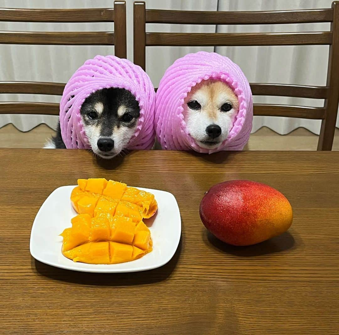 豆柴なつ&ふゆのインスタグラム：「Sweety mango🥭😋😋 マンゴー🥭貰った〜😋❤️  #マンゴー #宮崎県産 #mango #甘い #miyazaki    #dog  #いぬのいる暮らし #イヌスタグラム  #しばいぬ部   #shibaaddict #柴 #しばいぬ #シバフル #わんダフォ #shibamania  #柴犬ライフ #shiba_snap  #instashiba#cutedogs  #柴犬#shiba #shibainu #shibastagram #いぬすたぐらむ #pecoいぬ部 #shibainumag_feature #dogoftheday  #🐕📷 #theshibasociety  #proudshibas」