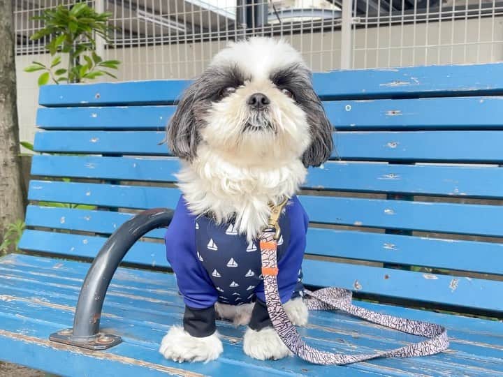 いくらのインスタグラム：「昨日よりはちょっとはマシなベンチで😗📸 ・ 本日もやる気ナッシング…😑 ・ あくびすんなーーーっ🤣❣️ ・ ・ #あさんぽ #shizthu #シーズー #dogsofinstagram #dog #shihtzu #犬 #shizthulovers #cute #シーズー犬 #犬のいる暮らし #いぬのきもち #dogstagram #シーズー大好き #いぬすたぐらむ #シーズー大好き部 #わんすたぐらむ #愛犬 #ふわもこ部 #shihtzugram #いぬバカ部 #cutedogsに #shihtzulovers」