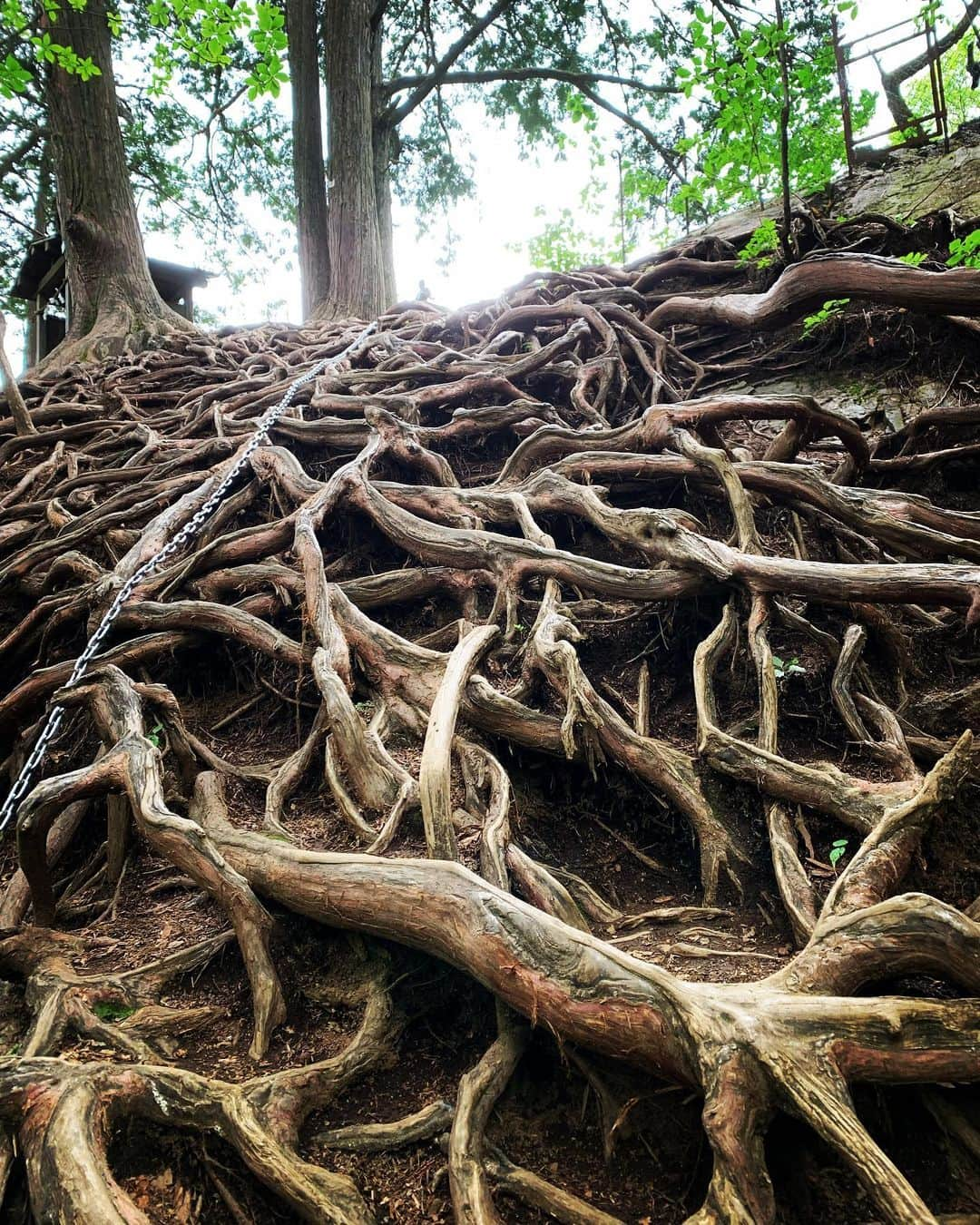 平山祐介さんのインスタグラム写真 - (平山祐介Instagram)「ここどーこだー🔥 #登山 #低山 #根 #滝 #苔 #トカゲ #マムート #MAMMUT #yusukehirayama #平山祐介」6月29日 19時53分 - yusukehirayama_