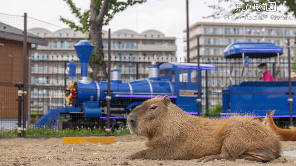 渡辺克仁さんのインスタグラム写真 - (渡辺克仁Instagram)「なんとなーく、似ている。  #カピバラ #水豚 #capybara #あらかわ遊園  #可愛い #かわいい #pretty #動物園」6月29日 20時40分 - katsuhito.watanabe