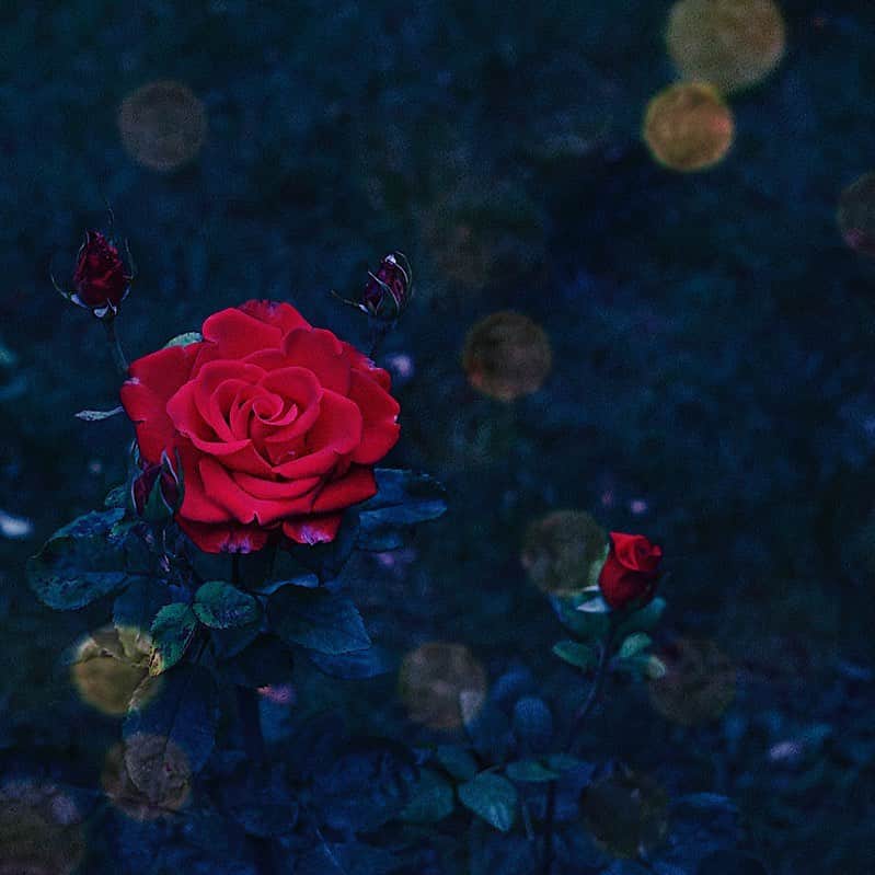 のインスタグラム：「.  . 『moonlight』 . 天満ちる月は、 きみへの道しるべ。 . . . #荒井沙織 #LyricalPhoto  #saory #japan #art #creative #artphotography #artphoto  #SIGMA #dp2quattro #SIGMAfp #flower #fleur」