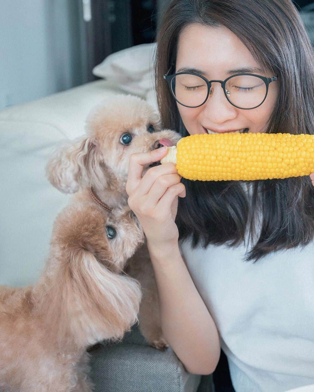 mikicoco00のインスタグラム：「・ 🌽🌻💛  🐶🐶「なんだ！この美味しい食べ物は!!」 初めて食べるとうもろこしに大興奮のあんめる♡  今年も収穫のお手伝い！ 新鮮な野菜おいしい〜🤭🌽💓   #夏だね#とうもろこし #夏野菜#無農薬野菜#あんめるさん　 #uniqlo#ライトvネックカーディガン」