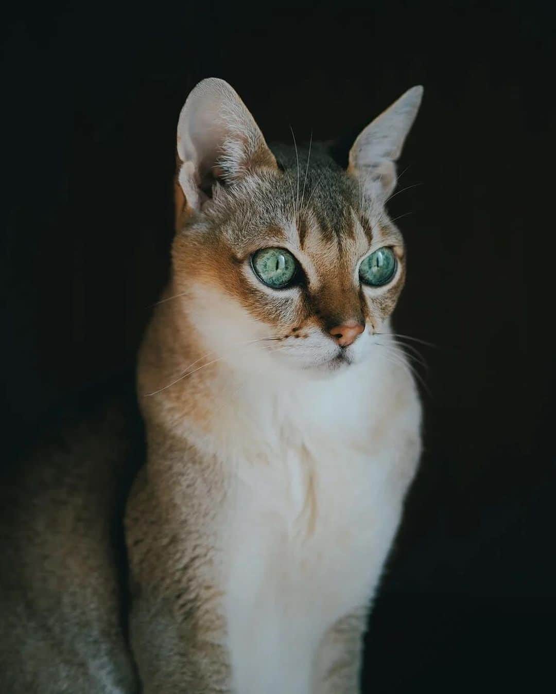 GENIC 公式インスタグラムさんのインスタグラム写真 - (GENIC 公式インスタグラムInstagram)「・ #愛犬愛猫の至福フォト 吉野菜百里  2匹の猫と暮らす吉野菜百里さん @sakunene 。 「猫を可愛く撮りたい」という理由で一眼レフカメラを購入したそう。  愛猫を撮る時のこだわりは？  「猫の魅力の一つが、それぞれ瞳の色が違う“目”だと思います。自然光の方が色がわかりやすいので、猫を撮るのはほぼ日中。“可愛いね” “ありがとう”と、いつも話しかけながら撮っています」。  ｰｰｰｰｰｰｰｰｰｰｰｰｰｰｰｰｰｰ 雑誌GENIC 最新号 7月号 vol.67「知ることは次の扉を開くこと ～撮影と表現のQ＆A～」 ｰｰｰｰｰｰｰｰｰｰｰｰｰｰｰｰｰｰ 雑誌GENIC バックナンバー 4月号 vol.66「撮らずにはいられない」 公式オンラインショップ、Amazonにてお買い求めいただけます。 ｰｰｰｰｰｰｰｰｰｰｰｰｰｰｰｰｰｰ 皆さまの表現をGENICで紹介させてください。 #genic_mag を付けた投稿をお待ちしております。 ｰｰｰｰｰｰｰｰｰｰｰｰｰｰｰｰｰｰ」6月29日 20時47分 - genic_mag