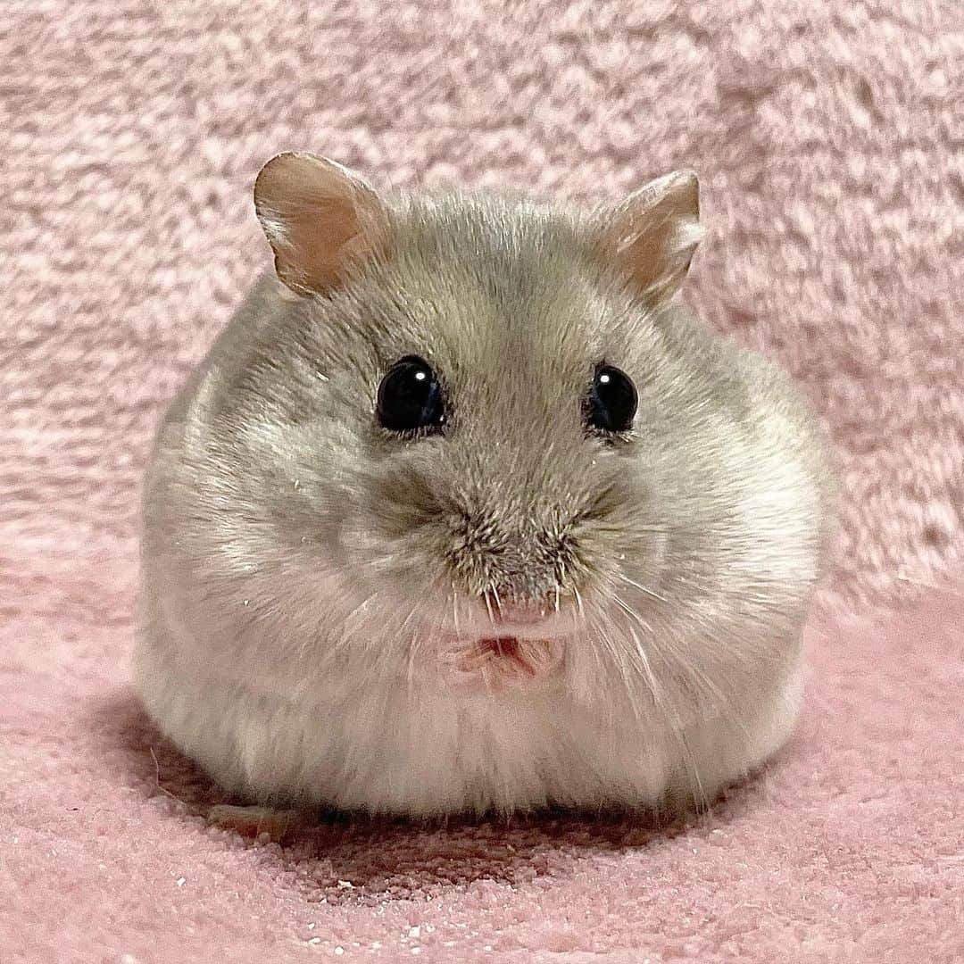 hamster_mocoのインスタグラム