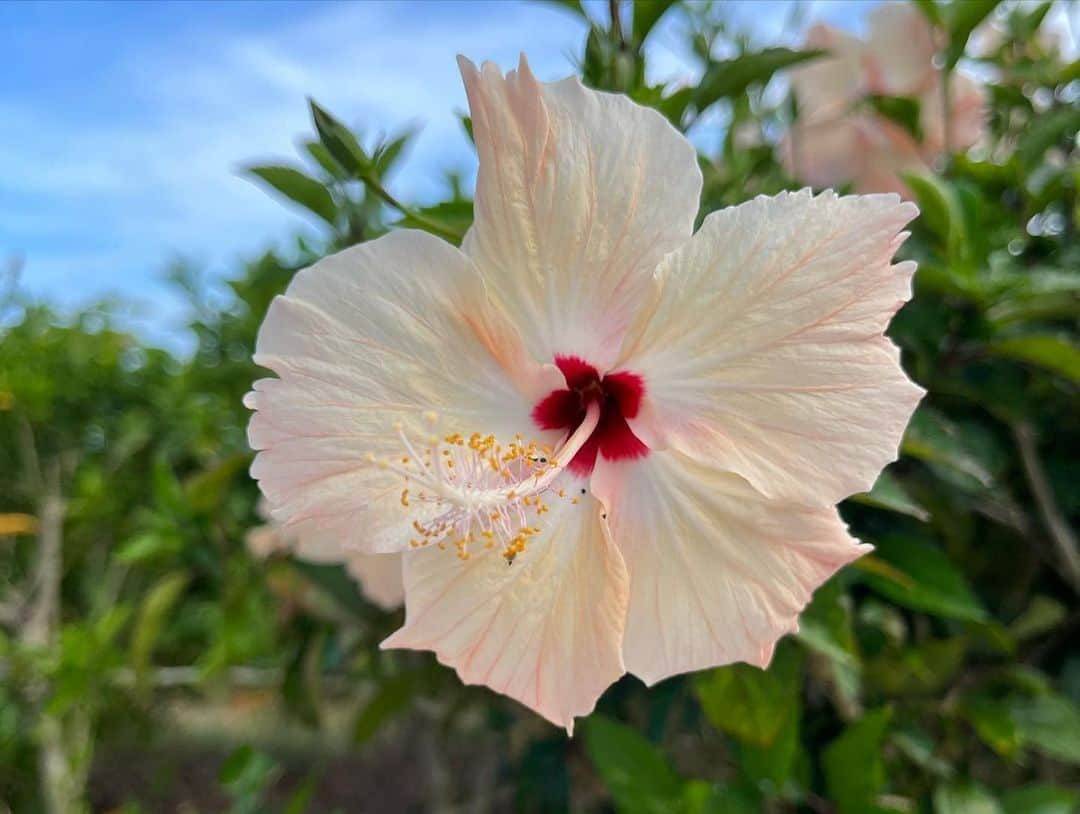 荒井レイラさんのインスタグラム写真 - (荒井レイラInstagram)「初、石垣島🌺  加工なしでこの綺麗さ！！ ⁡ メインの目的は海に潜ることで この写真の時はもう潜った後なので シュノーケルの痕がついてたりします😂  他にも今回はプールに入ったり 他の離島にも行ってきました ⁡ やっぱり海の中はいいですね〜 ⁡ 潜ってると1〜2時間なんてあっという間で もうこんなに経ったの？！ と時間経過の速さに驚きます ⁡ 自然を定期的に感じに行くことが 私の一番のパワーチャージみたいです ⁡ あ〜また早く潜りにいきたいなぁ🤿☺️」6月29日 21時31分 - reira_arai_off