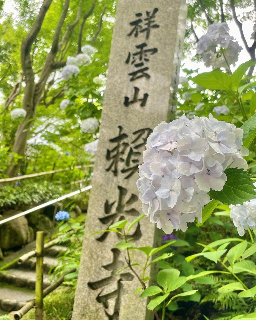 羽田優里奈さんのインスタグラム写真 - (羽田優里奈Instagram)「. . 先週のLIVEニュース神戸・宝塚は、 川西市の「頼光寺」から中継でした✨  およそ500株の紫陽花が咲いていて、 ＂あじさい寺＂と呼ばれています💠  能勢電鉄の高架下の小さいトンネルを潜り抜けると 紫陽花が咲き乱れた 別世界のお寺でハッとする！ 青々と苔むした石段も、しっとりした雰囲気も、、 千と千尋の世界の入り口やん！て思った！  とくにお気に入りの紫陽花は、 ５枚目の＂カシワバ アジサイ＂ 葉っぱが 柏の葉🍃に似てるからだそう。 花の形もフリフリで可憐。可愛かった〜！！  7月上旬ごろまでが見頃だそうです☔️  . . . . . . . . . #紫陽花 #あじさい寺 #カシワバアジサイ #季節の花  #能勢電鉄 #関西 #兵庫県 #頼光寺 #あじさい #花 #6月  #神社仏閣巡り #お寺 #寺社巡り #中継 #アジサイ  #LIVEニュース #キャスター  #アナウンサー #リポーター #flower #hydrangea #japan #hyogo #大輪の紫陽花」6月29日 21時53分 - hadayurina_