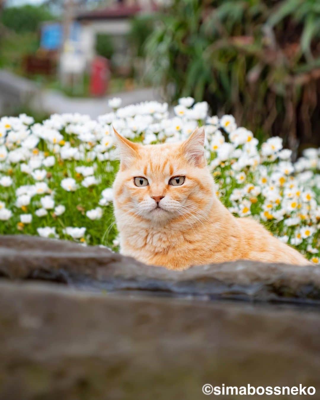 simabossnekoさんのインスタグラム写真 - (simabossnekoInstagram)「・ ひょっこりにゃ😸🌸 Flowers look good on cats.  5枚目の投稿は動画です。 The 5th post is video. Swipeしてね←←🐾  ・ 〜お知らせ〜 新作写真集「島にゃんこ」好評発売中❣️ @simabossneko と、ぺにゃんこ( @p_nyanco22 )との初共著🐾  日本の島々で7年間撮り続けてきた、島の猫さん達のとびっきりの表情やしぐさがいっぱい✨ 厳選したベストショットから初公開の作品まで、愛おしくて幸せな瞬間を集めました。  ★Amazonほかオンライン書店、本屋さんにて  お気に入りの一冊になれば嬉しく思います☺️  📘A5変形サイズ／88ページ 1,210円(税込) ワニブックス刊  Amazonへは @simabossneko もしくは @p_nyanco22 のプロフィールURLよりご覧いただけます。 ・ ・ 【Notice】 NEW 3rd Photobook "Shima Nyanko (Island Cats)"  The book is co-authored by @simabossneko and @p_nyanco22  There are lots of wonderful photos of island cats✨   〜Description of the work〜 The cute cats that we have been shooting for 7 years in the islands of Japan.  From the carefully selected best shots to the first public photo, we have collected lovely and happy gestures. Kissing, cuddling, rubbing, synchronizing, playing, licking... The cats will heal you!  Please make a purchasing for this opportunity 😸🐾 The product page can be seen from the URL in the profile of @simabossneko or @p_nyanco22   ★Amazon Japan https://www.amazon.co.jp/dp/4847072863  It is possible to purchase and ship from Taiwan, Hong Kong, the USA, Korea, etc. ※ Shipping fee will be charged separately.  📘A5 variant size / 88 pages 1,210 JPY Published by Wanibooks ・ ・ #しまねこ #島猫 #ねこ #にゃんすたぐらむ #猫写真 #cats_of_world #catloversclub #pleasantcats #catstagram #meowed #ig_japan #lumixg9」6月30日 7時30分 - simabossneko