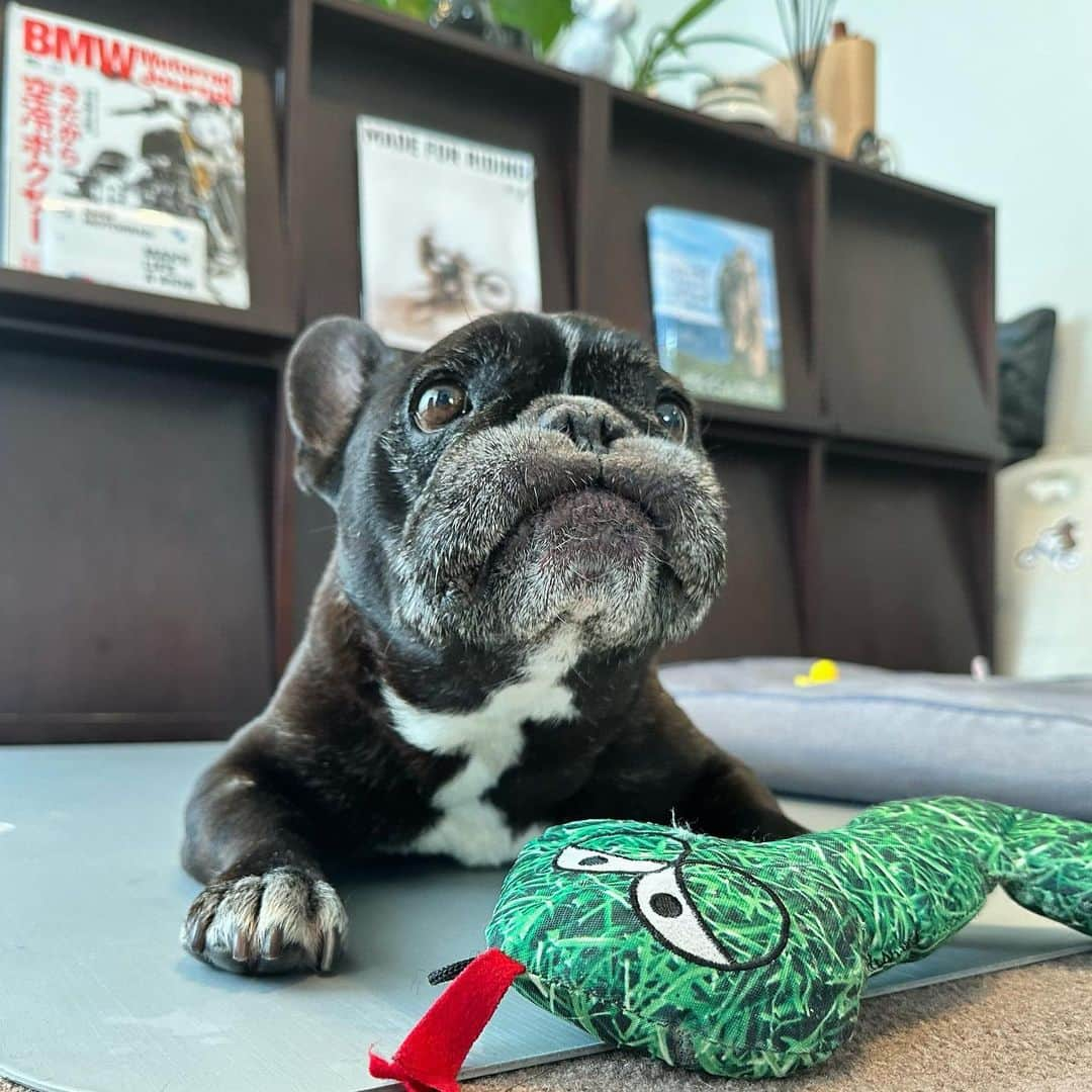 Turbo_dad フレブルのターボさんのインスタグラム写真 - (Turbo_dad フレブルのターボInstagram)「ムンっ！  #french #frenchbulldog #frenchbulldogsofinstagram #frenchbully #frenchbulldoglife #buhi #dogstagram #doglife #フレンチブルドッグ #フレブル #フレンチブルドッグライフ #フレブルのいる生活 #フレブルのいる暮らし #フレンチブルドッグのいる生活 #フレンチブルドッグのいる暮らし #ブヒ #ブヒスタグラム」6月30日 7時31分 - turbo_dad