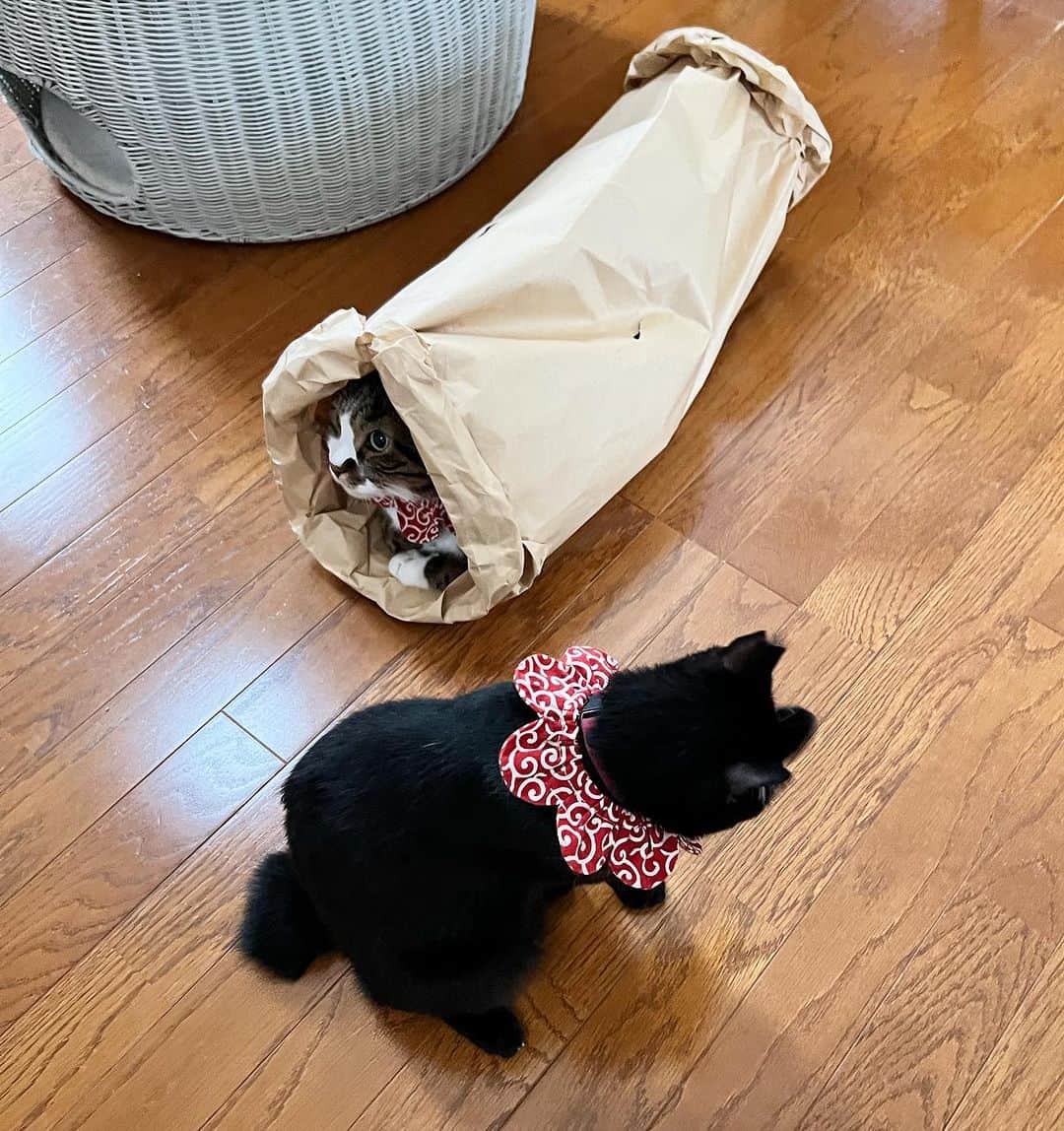 Nahoさんのインスタグラム写真 - (NahoInstagram)「おはようございます。朝からこてちゃんの場所奪われてたよ！最後は黒猫あるある😂  #猫の写真へたくそ選手権  #KOTETSU#catoftheday #instacat_meows  #ねこ部 #냥스타그램 #캣스타그램 #cat #猫 #ネコ #ねこ #고양이  #catlover #instacat #cutecat #catstagram #lovecat #CAT  #KOJIROU#黒猫#ザビエル首輪#blackcat」6月30日 7時51分 - komakotakoyukotekoha
