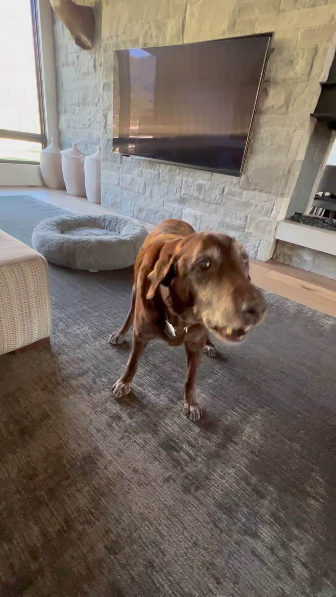 ストーン・コールド・スティーブ・オースチンのインスタグラム：「🔊⬆️🐾 While drinking my morning coffee I figured maybe I will work out later. Thanks to the support and encouragement of the K-9 crew, I am headed to the gym right fucking now.  Moolah, Cali, and the wonder dog Brownie.  #coffee #morning #workout #labrador  #silverlab #blacklab #chocolatelab」