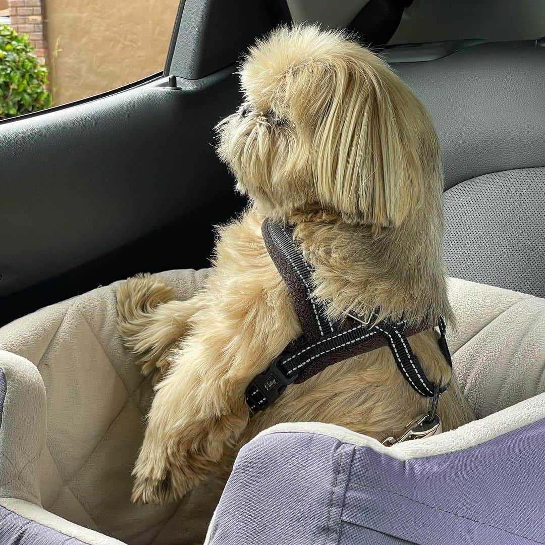 Dougie the Shih Tzuのインスタグラム：「Prairie dog.」