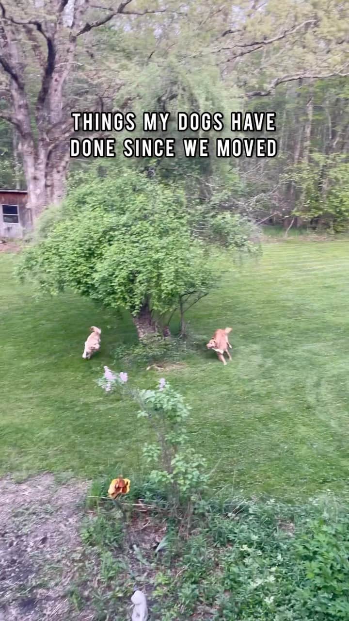 DogsOf Instagramのインスタグラム：「new home, new kinds of shenanigans 🐄🦌💩   no matter what kind of shenanigans these boys are getting into (or rolling in 😆)… I can have peace of mind knowing they have 360 degree parasite protection with Credelio and Interceptor Plus #ad 👏🏼  @credeliofordogs prevents fleas and ticks & starts to kill both in as little as 4 hours! 🐜  @interceptorplusfordogs prevents heartworm disease and treats & controls adult roundworm, hookworm, whipworm, & tapeworm infections (more than competing preventatives) 🪱  …because *dogs will be dogs* right? 😅  #dogswillbedogs #dogsofinstagram #outdoordogs #weeklyfluff #dogshenanigans #itsadogslife」