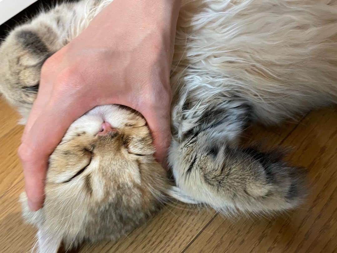 のインスタグラム：「あもちゃんとずっと 溶けていたい…🧊  お母さん離れられません。  #ふみふみ #おにぎりさん #🍙」