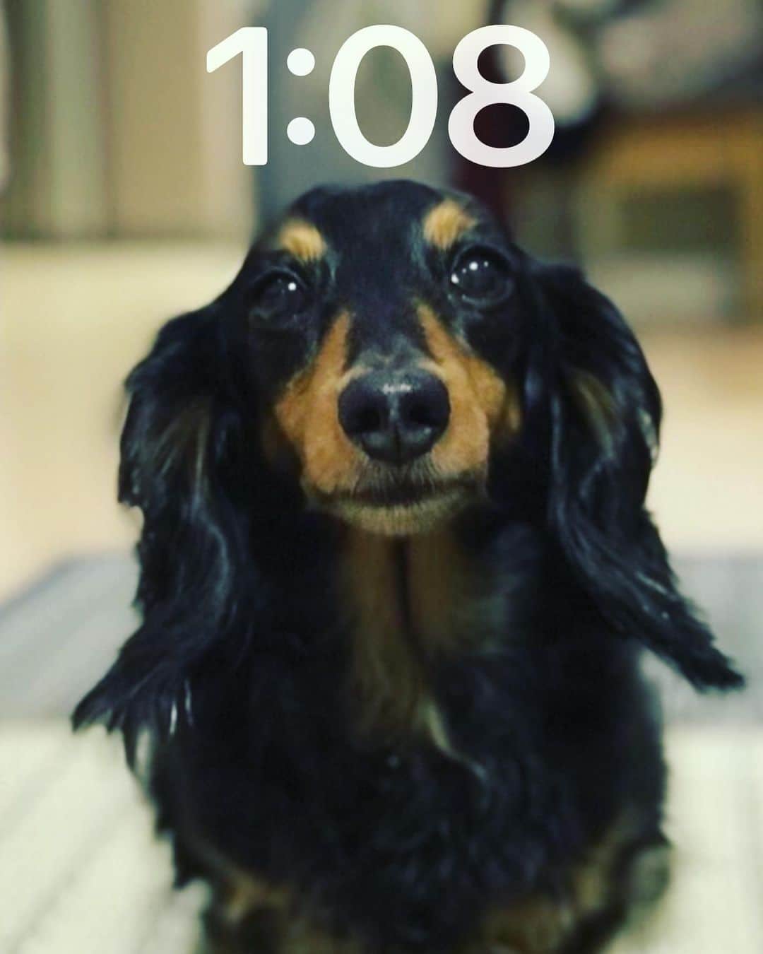 中谷優心のインスタグラム：「私の待ち受けです。  実家の犬です。  チャチャと言います。  #カニンヘンダックス」