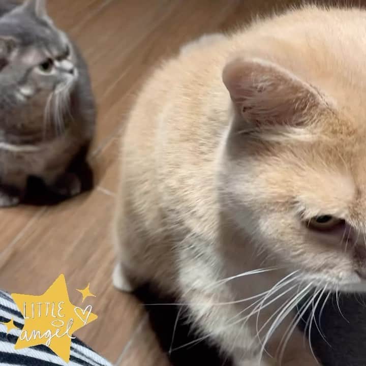 Little & Miloのインスタグラム：「ฅ(⌯͒• ɪ •⌯͒)ฅ＆ฅ(⌯͒•·̫•⌯͒)ฅ 𝕃𝕚𝕥𝕥𝕝𝕖 𝕒𝕟𝕕 𝕄𝕚𝕝𝕠🌈 ˢᴺᴬᶜᴷ ᵀᴵᴹᴱ～♡ 小朋友會排隊輪住食豆豆🫘  #LittleMilo #littlemilo #マンチカン #短い手足 #munchkin #munchkincat #可愛い猫 #立つ猫 #寝顔 #可愛い寝 #猫のいる幸せ #猫のいる生活 #猫のいる暮らし  #猫好きな人と繋がりたい  Instagram: https://www.instagram.com/little_milo_munchkin Facebook: http://facebook.com/i.am.little.milo Twitter: https://twitter.com/i_am_littlemilo」