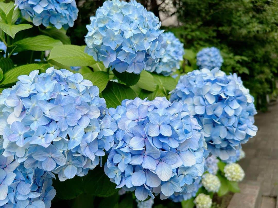 渡辺未詩（ミウ）のインスタグラム：「. あじさい！ 青色の花言葉は辛抱強い愛情だって！！！！あいして！！！！！なんてね！！！！！ . . . 2枚目の自撮りは推しメンみたいにとりたかったけどしっぱいしてる！」