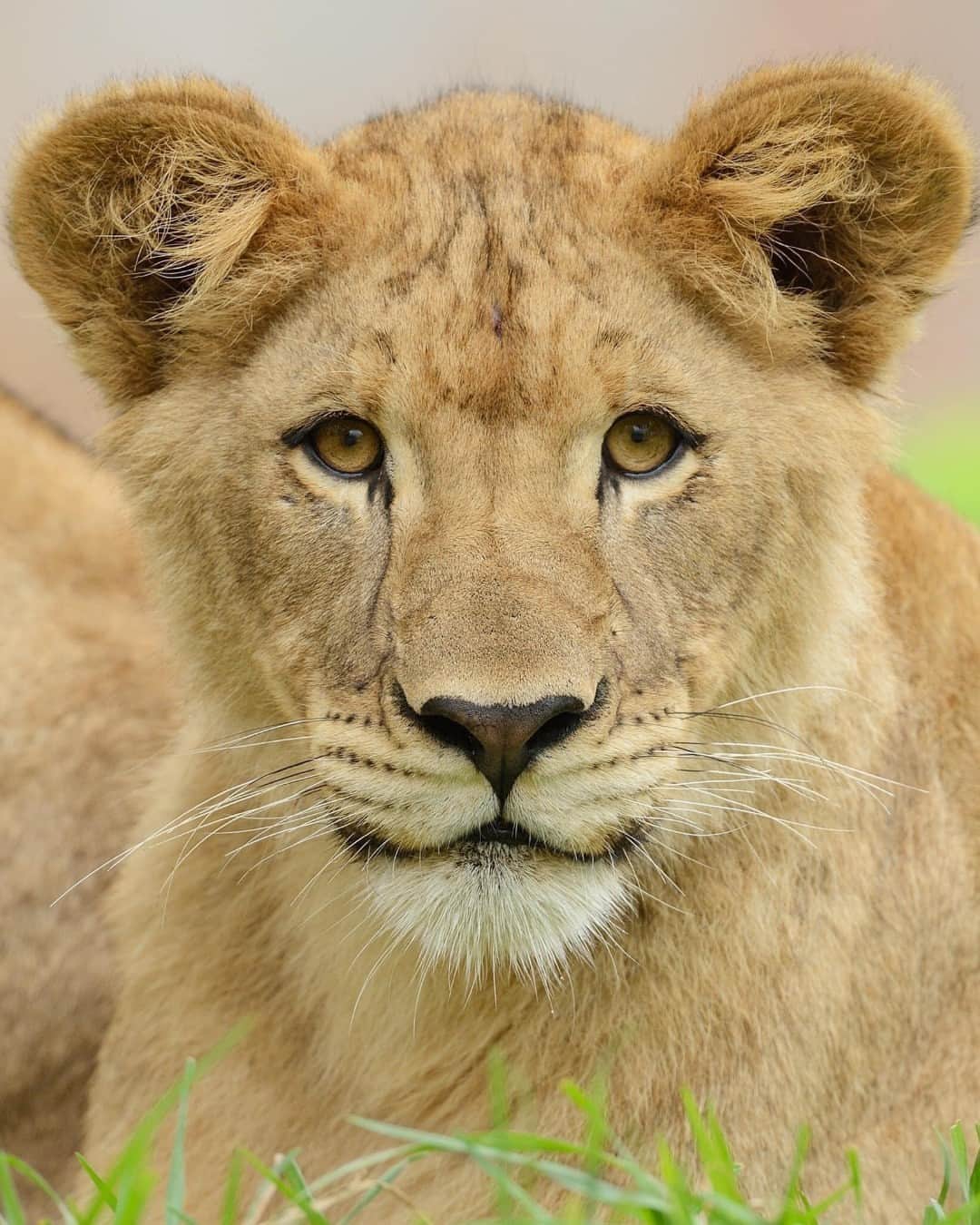 San Diego Zooさんのインスタグラム写真 - (San Diego ZooInstagram)「Caught us lion around thinking about little Ernest and Ellen 🥹  📸: Mike Wilson  #Tbt #BigCat #LittleLion #SanDiegoZoo」6月30日 3時30分 - sandiegozoo