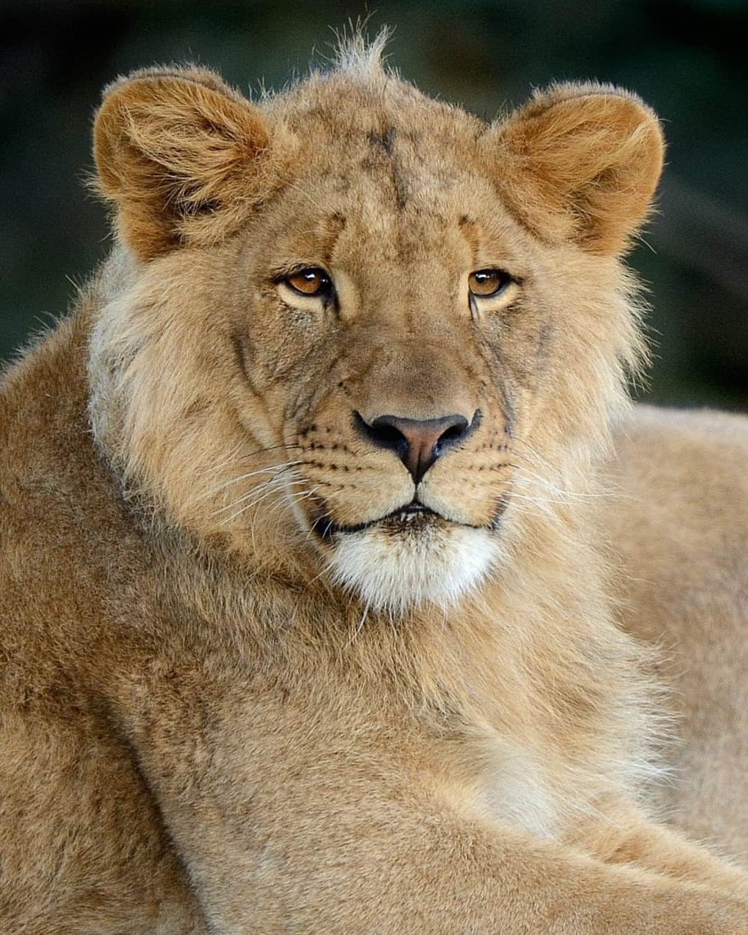 San Diego Zooのインスタグラム：「Caught us lion around thinking about little Ernest and Ellen 🥹  📸: Mike Wilson  #Tbt #BigCat #LittleLion #SanDiegoZoo」