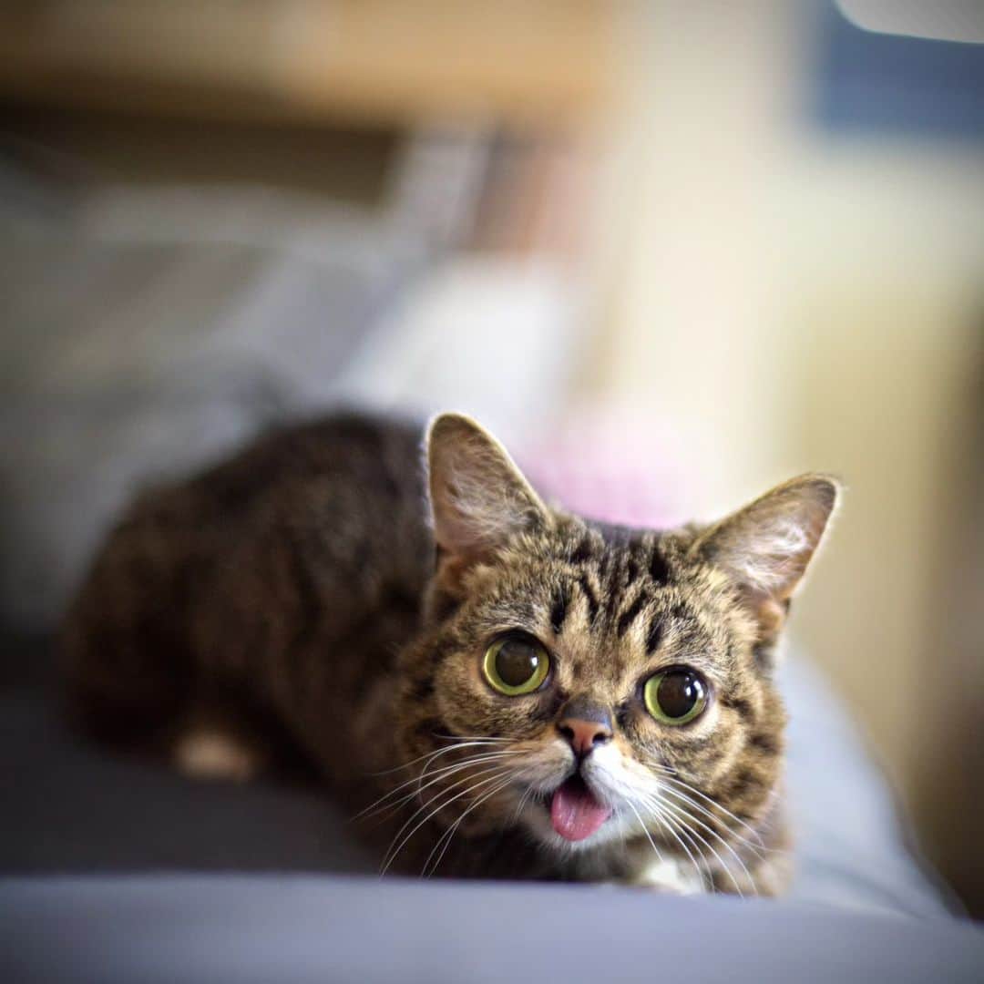 Lil BUBのインスタグラム：「Just take a look at this irresistibly heart-melting, butterfly-awakening and joy-inducing face overflowing with  magic, love, and perfection.  #lilbub #scienceandmagic」