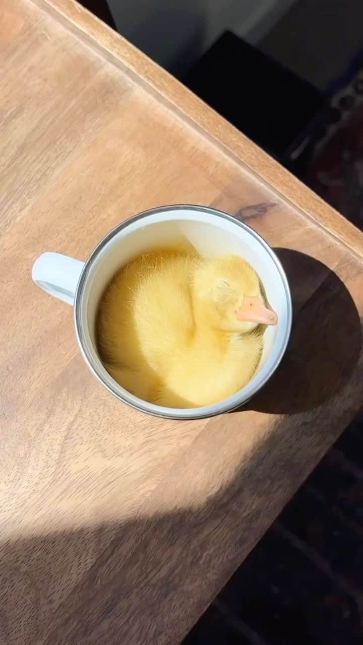 ズーイー・デシャネルのインスタグラム：「You’ve heard of puppy in a cup, but I give you… ducky in a mug.  Original Video: @ducks_in_space_」