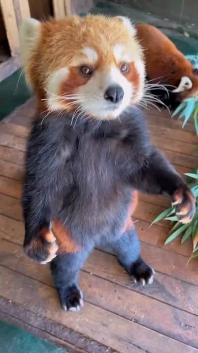 Beautiful Nature & Animalsのインスタグラム：「Cute red panda 🐼 Tag your friends」