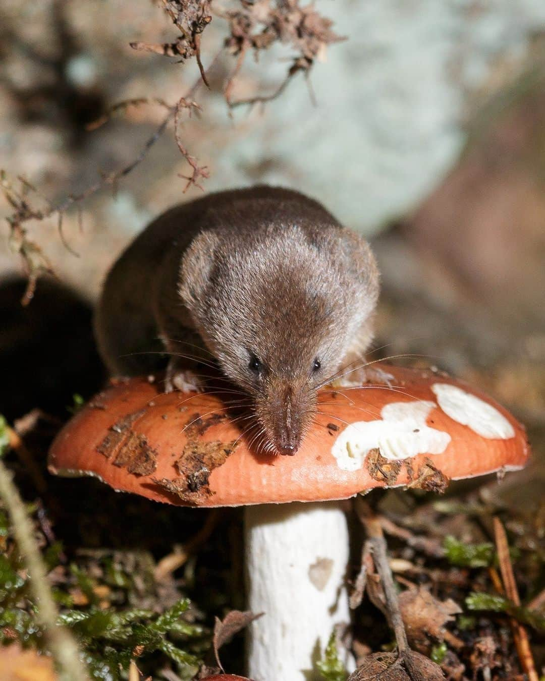 アメリカ自然史博物館さんのインスタグラム写真 - (アメリカ自然史博物館Instagram)「Common shrew (Sorex araneus)? More like “uncommonly cute shrew"! Though this tiny mammal weighs only 0.5 oz (14 g), it has a big appetite. In fact, this critter needs to consume about 80% of its body weight in food each day! What’s on the menu? Insects, slugs, and earthworms. This species can be spotted throughout much of Europe. Its lifespan is brief; few individuals live longer than a year.   Photo: Hanna Knutsson, CC BY-NC-ND 2.0, flickr」6月30日 5時12分 - amnh