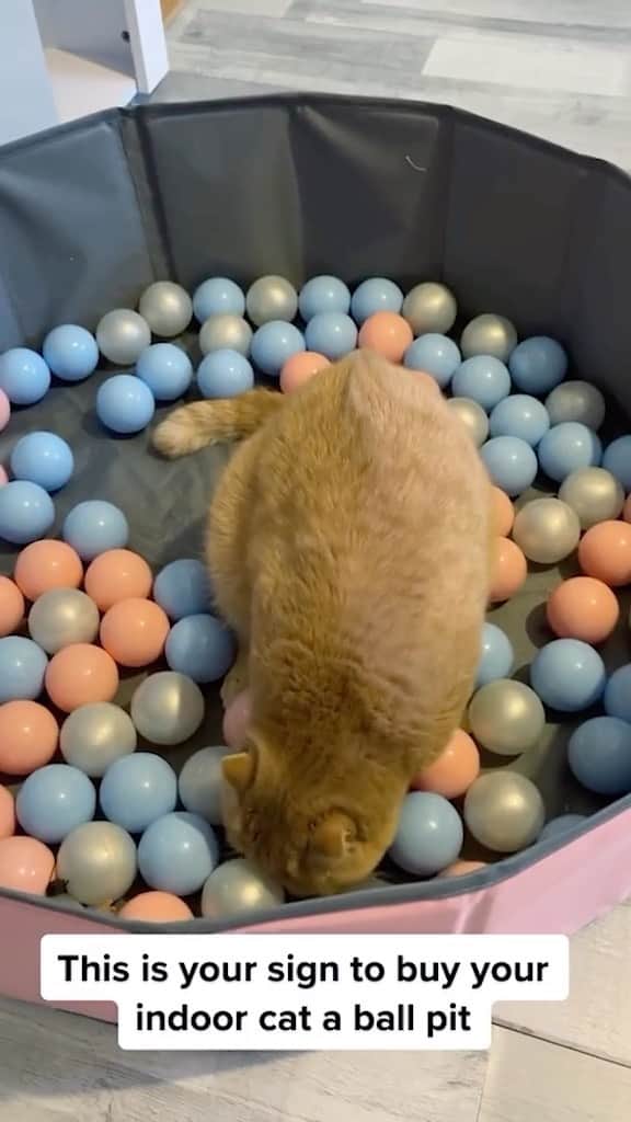 のインスタグラム：「Dive into a colorful wonderland filled with an abundance of lightweight balls, carefully selected to engage your cat’s natural instincts and provide endless entertainment.  Only today 25% off 🎉  Link in our Bio @dailycatclub   You can find all additional information on our 9Lives store.」