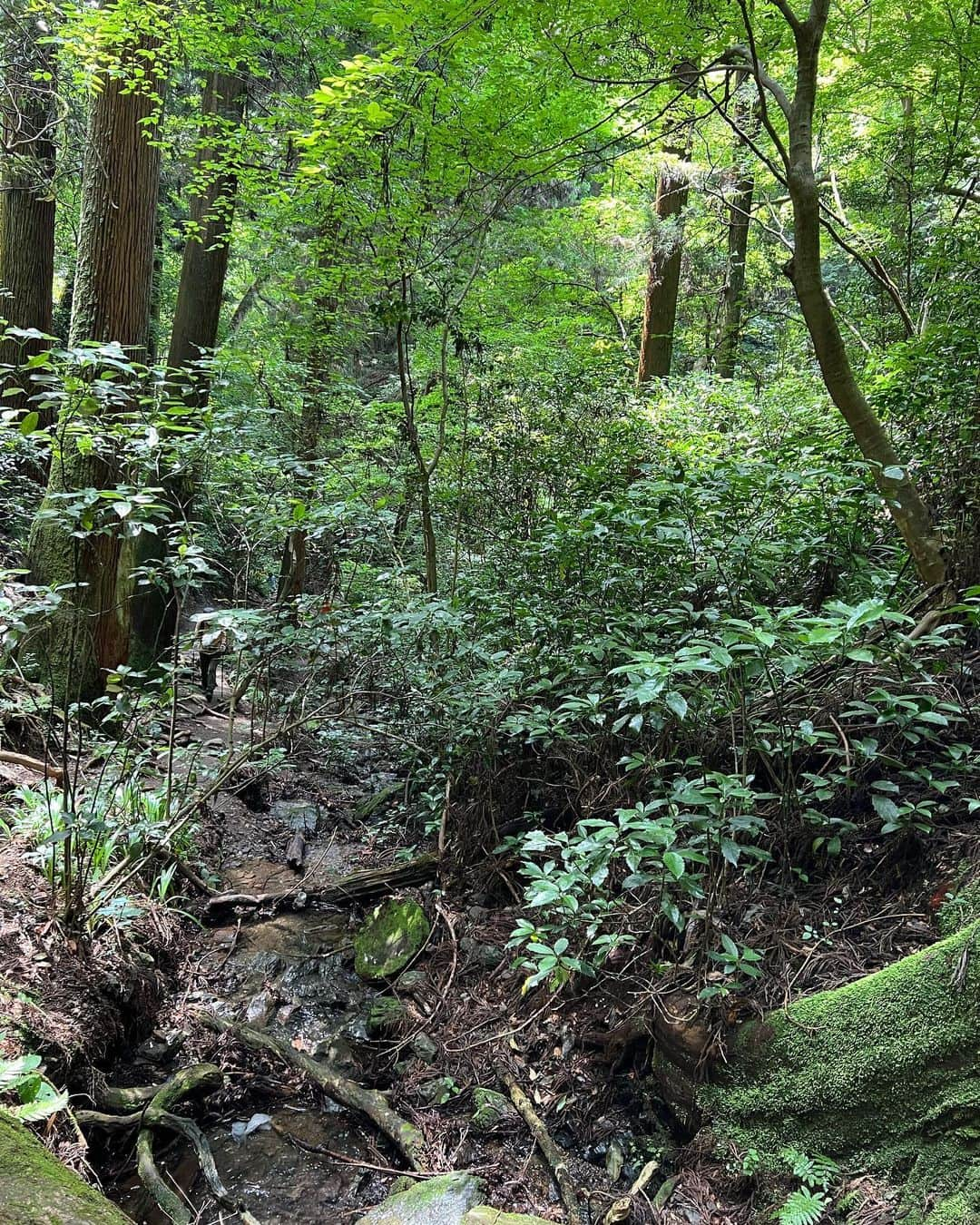 星南のぞみさんのインスタグラム写真 - (星南のぞみInstagram)「高尾山⛰️  同級生と六号路で登りました！  筑波山→御嶽山を経てだったのでとても楽しく登れました♪ 最後の無限階段までは…笑  天候にも恵まれて、山頂では富士山が🗻✨ そして、たぬき蕎麦とビールを頂きました🍻 登山後のこれが1番の楽しみ‼︎‼︎ 山菜がたっぷり入っていて美味しかったです♡  下山はリフトで🤭 途中で写真も撮ってもらえたり色んな景色が見れて気持ちよかったです🌳  下山後は 今年初のかき氷とお団子を食べて夏の先取り🍧🍡  帰りは駅に入ってる温泉で汗を流しました♨️ 日曜日だったので凄い人でした🙀  今月は2回も登山に行けて 自然の力に癒されました✨ 趣味になりつつありますね😼 来月も行けたらいいなぁ…  #高尾山 #六号路 #富士山  #京王高尾山温泉  本日、6月ラストtalk portです☔️ 是非会いに来てください♡ https://talkport.com/publishers/99633a50/live ストーリーにもLink貼っております🔗」6月30日 6時44分 - seina_nozomi