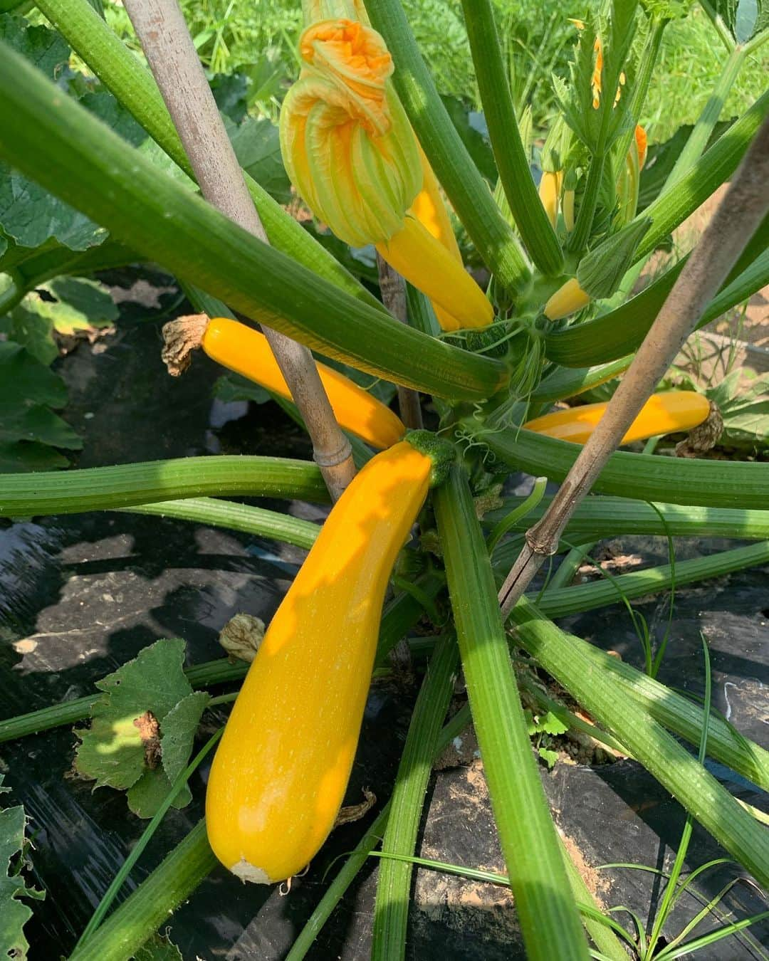 三浦理志さんのインスタグラム写真 - (三浦理志Instagram)「梅雨の晴れ間 #surfandnorf #farm #farmlife #vegetables #bee #beekeeping #honey #畑山 #野菜 #自家製野菜 #蜜蜂 #養蜂 #夏野菜のキーマカレー」6月30日 6時51分 - mar4m