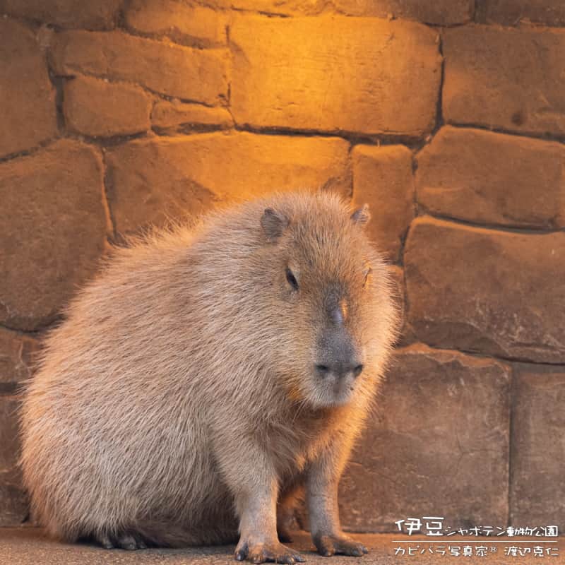 渡辺克仁さんのインスタグラム写真 - (渡辺克仁Instagram)「おはようございます。  #カピバラ #水豚 #capybara #おはよう」6月30日 7時00分 - katsuhito.watanabe