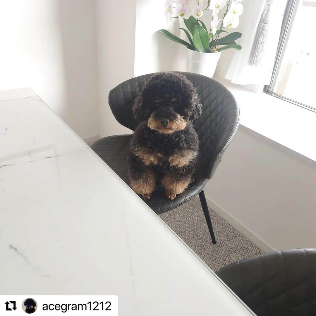 のインスタグラム：「#Repost @acegram1212 さんのACEくん。  ちゃんと座ってる。  え？体育座り？？  ハッシュタグ #いぬのきもち #ねこのきもち に投稿いただいた可愛い写真をご紹介しています！ 「いぬのきもちWEB　MAGAZINE」、「ねこのきもちWEB MAGAZINE」でもご紹介させていただくことも！  -------------------  .  #いぬ #いぬすたぐらむ #いぬのいる暮らし #いぬのきもち #いぬ好き #犬 #犬好きさんと繋がりたい #犬のいる生活 #犬と暮らす #犬好き #dog #dogsofinstagram #dogstagram」