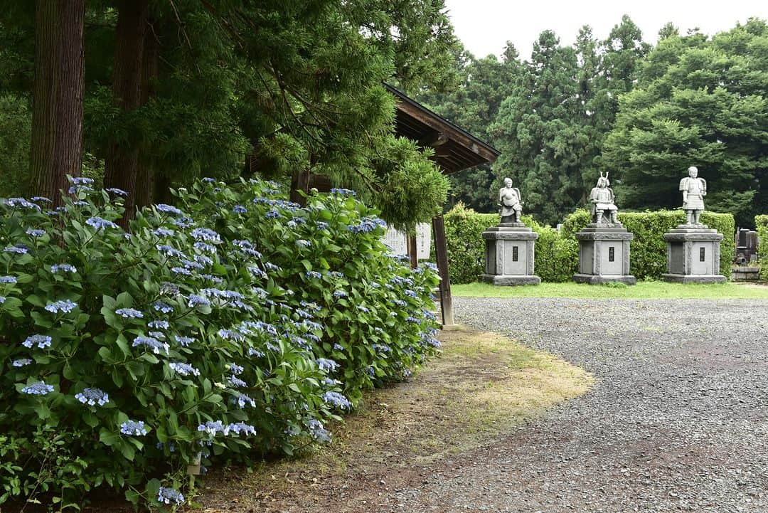 福島県さんのインスタグラム写真 - (福島県Instagram)「【医王寺のあじさい（福島市）】  初夏の花といえば、あじさいを連想する人も多いのではないでしょうか。  松尾芭蕉ゆかりの地である福島市の医王寺では鮮やかな青や深い紫、ほんのりとしたピンク色など、色とりどりのあじさいが咲き並びます。  雨の中でも美しく彩るあじさいは、他の季節に咲く花とは違った美しさや風情が感じられます。毎年7月頃には蓮明池（れんみょういけ）の蓮（はす）の花も見頃を迎えるので、境内をゆっくり散策してみるのもいいですね。  気分がさえない雨の日も、医王寺に咲く花々を見に行き、リフレッシュしてみてはいかがでしょうか。  #医王寺 #瑠璃光山医王寺 #紫陽花 #福島市 #県北地方 #福島県 #fukushimacity #fukushima #RealizeFukushima #NotADreamFukushima #ひとつひとつ実現するふくしま」6月30日 17時00分 - realize_fukushima