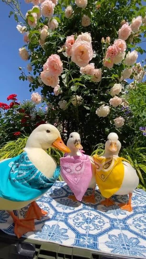 SHEINのインスタグラム：「These hilarious matchy-matchy besties are waddling right into our hearts 🦆🤣 Did they quack you up? 👇 @miki.k0105  #SHEINinspo」
