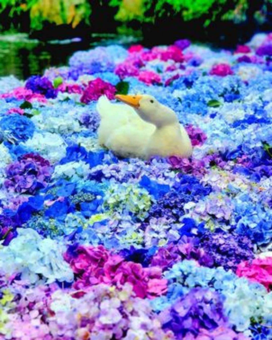 エイチ・アイ・エスさんのインスタグラム写真 - (エイチ・アイ・エスInstagram)「＼美しい紫陽花の水中華💠／  今日は関東の有名な紫陽花スポットをご紹介します💙  水に浮かぶ紫陽花が美しい、茨城県の雨引観音。 あじさいが浮かんでいる水中華も素晴らしいですが、あじさいを活かした装飾も見所のひとつ✨  ぜひ、2枚目以降もチェックしてみてくださいね🧡  今年の水中華は、7月9日(日)まで楽しめるそうです🥰  …………………………………………………………… 📍  #雨引観音  📸 @kam_kam_2020 さん  美しい紫陽花が咲き誇る雨引観音。 池に浮かぶカラフルな紫陽花「水中華」は一見の価値ありです。 境内にはアヒルや孔雀、ヤギもいて楽しめますよ！ ……………………………………………………………  旅先探しのヒントは こちらをチェック▶︎▶︎▶︎ @his_japan  —————— 📷旅のお写真募集中✈️ ——————  皆さんの旅の思い出は、@his_japan OR #his_japan2023 を付けてシェアしてください🙌 過去PICもOKです❗️  集まったお写真は、HISのSNSやオウンドメディアでご紹介🙆‍♀️  #旅の思い出 #国内旅行  #茨城インスタ映え #茨城おすすめ #紫陽花の季節 #紫陽花の名所 #水中華  #次の旅先リスト #旅行好きな人と繋がりたい #写真好きな人と繋がりたい #旅したくなるフォト #旅スタグラム #インスタトラベル #女子旅 #ひとり旅 #カップル旅 #家族旅行  #instatravel #instapassport #photooftheday #instaphotography #worldtravelpics #worldtraveler #japantravelphoto #ibarakistagram #hydrangea #amabikikannon」6月30日 18時30分 - his_japan
