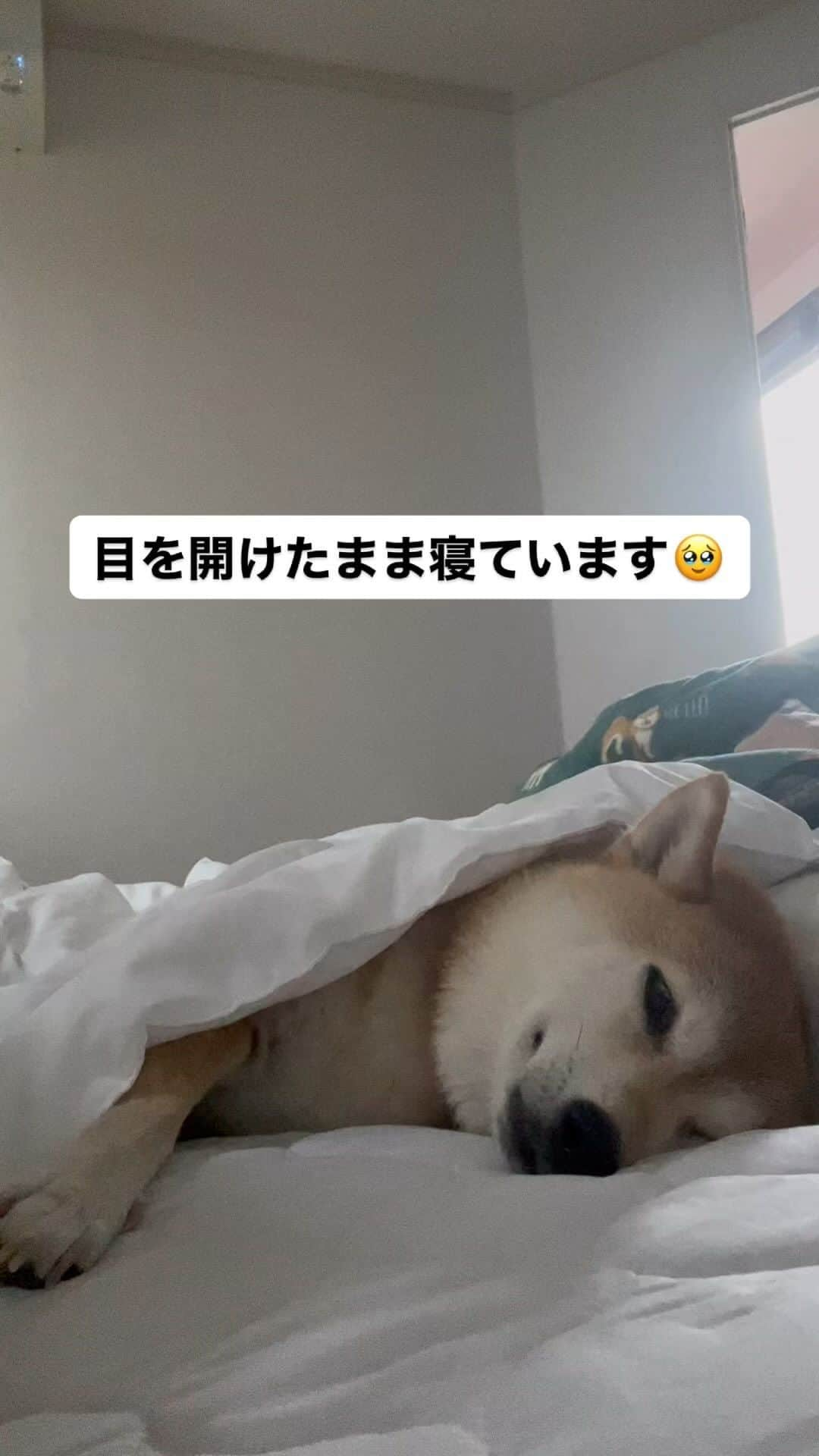 柴犬ハル&保護犬すずのインスタグラム：「👀 . エアコンの効いた部屋で、 目を開けたまま爆睡してます👀 . #いつもこれ #ドライアイに気をつけてー  #今日もここで1日爆睡してたいね一緒に #でも仕事なのーごめんよー😭😭 . #柴犬#柴#kagoshima#dog#puppy#shibainu#shibastagram#いぬバカ部#family#cat#鹿児島#赤柴#ねこ#猫#雑種#天文館#日本犬#保護犬を家族に#保護犬#元保護犬#姉妹#dogs#Kagoshima#시바견#시바#夏」