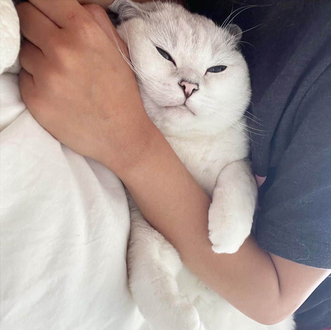 ミスター・ホワイトさんのインスタグラム写真 - (ミスター・ホワイトInstagram)「Hugs 🤗   #meow #cute #catsofinstagram」6月30日 10時05分 - white_coffee_cat