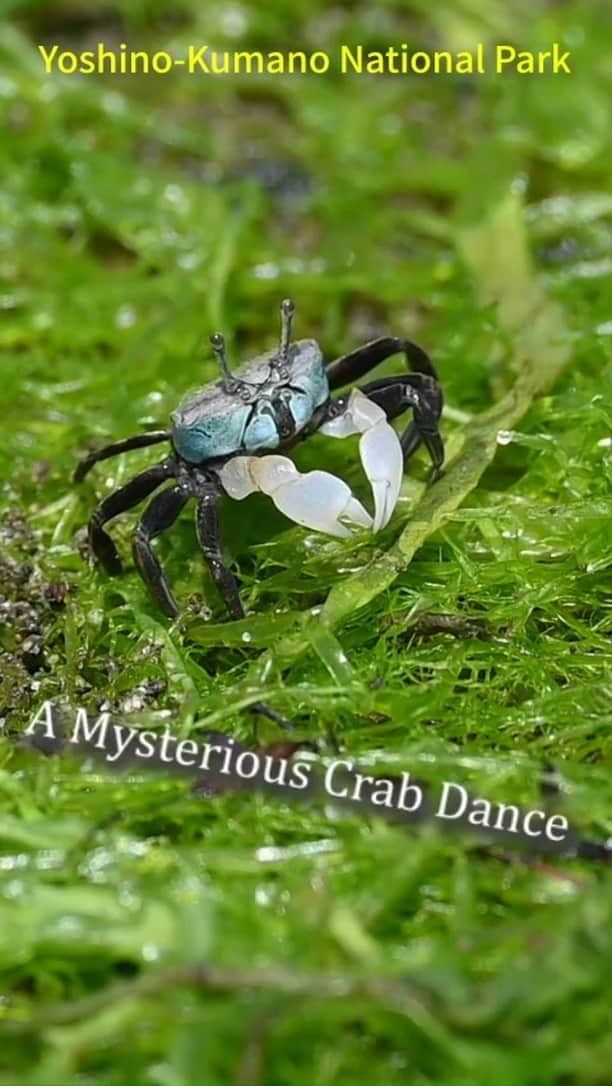 日本の国立公園のインスタグラム：「During the warmer months, something strange happens when the tide recedes. Crabs called chigogani begin to dance.   This show is on display in lagoons throughout Yoshino-Kumano National’s tidal flats and sandy beaches such as Miwasaki Beach, Wakayama. This dance is called waving, and is only seen in males. It is thought that the males dance to attract the opposite sex or intimidate members of the same sex, but the root of this behavior is unclear.  A Mysterious Crab Dance」