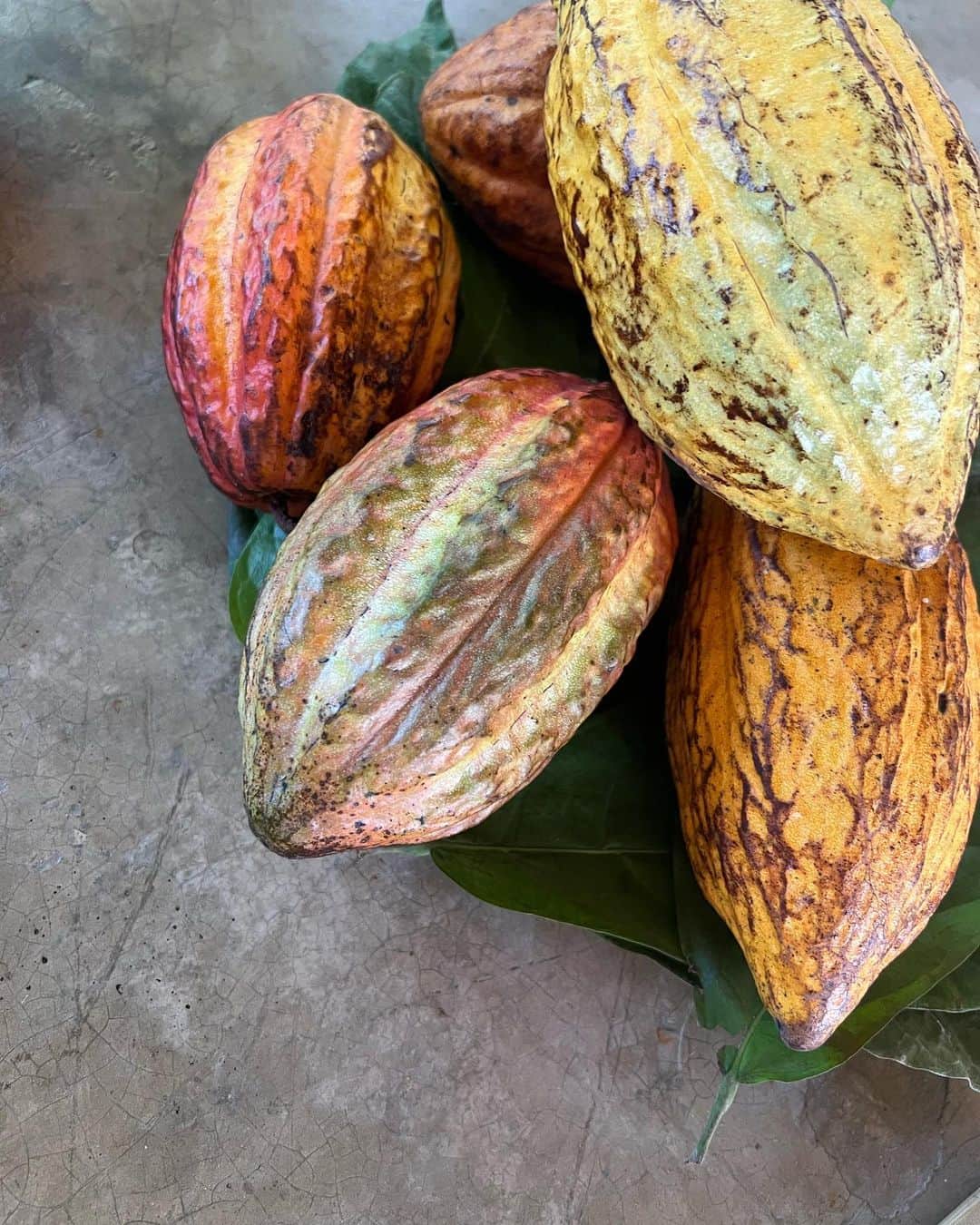 タリアナ・バルガスのインスタグラム：「Inspiración; Cacao de la Sierra.. @moccachocolateria」