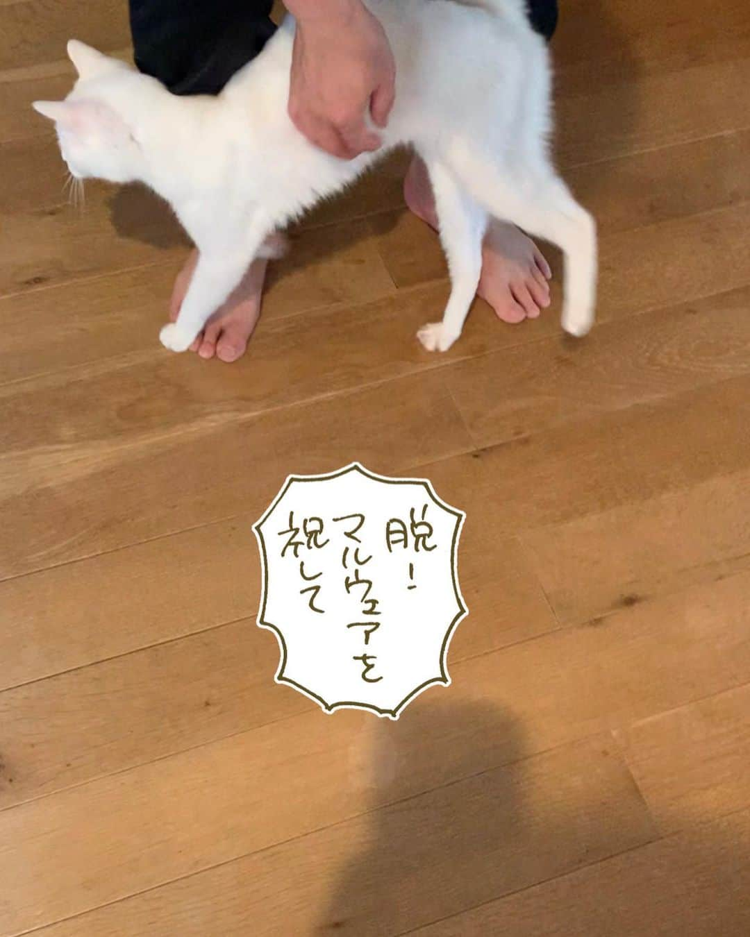 くるねこ大和のインスタグラム