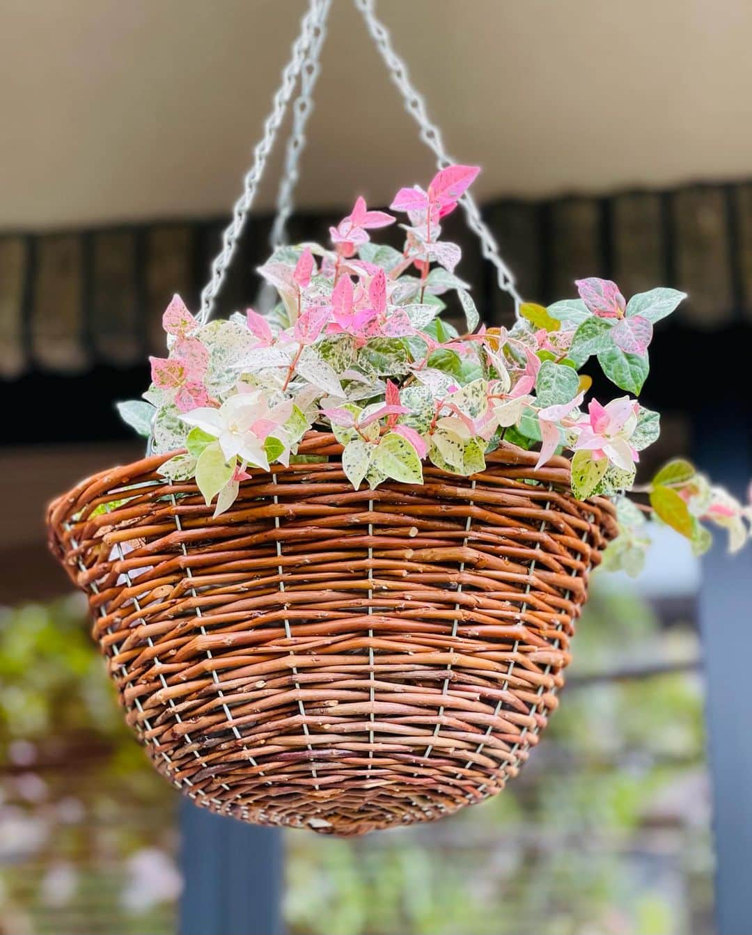 結城アンナさんのインスタグラム写真 - (結城アンナInstagram)「🪴植物用ハンギング・バスケット🧺🌱💚Hanging baskets for plants🪴🧺💚  😊良い週末をお過ごしください❣️ ☺️Have a lovely weekend🌱  #ハンギンググリーン #ハンギングバスケット #ハンギングプランツ #hangingplants #hangingbaskets #庭 #garden   🕊️Peace & Kindness, may all your dreams come true🕊️」6月30日 10時42分 - ayukihouse