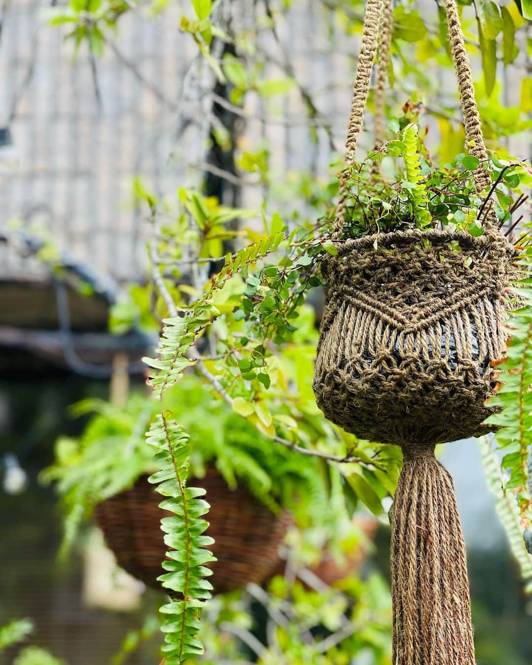 結城アンナさんのインスタグラム写真 - (結城アンナInstagram)「🪴植物用ハンギング・バスケット🧺🌱💚Hanging baskets for plants🪴🧺💚  😊良い週末をお過ごしください❣️ ☺️Have a lovely weekend🌱  #ハンギンググリーン #ハンギングバスケット #ハンギングプランツ #hangingplants #hangingbaskets #庭 #garden   🕊️Peace & Kindness, may all your dreams come true🕊️」6月30日 10時42分 - ayukihouse