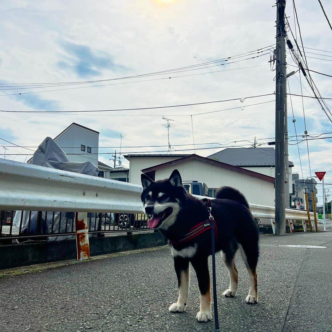 のインスタグラム：「天気雨だったのが今は本降りに。  #ししまる爺さん  #今朝まる #ししまる #dog #dogs #柴犬 #黒柴」
