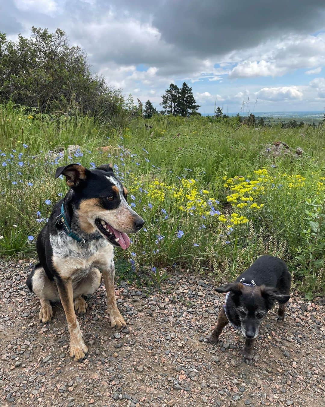 チェルシー・ルーズさんのインスタグラム写真 - (チェルシー・ルーズInstagram)「Essence of (my) life   -friends, community and connection  -flowers and nature  -laughter -my sweet, sweet pups   🌸❤️☀️✌️」6月30日 11時37分 - chelseanicholerude